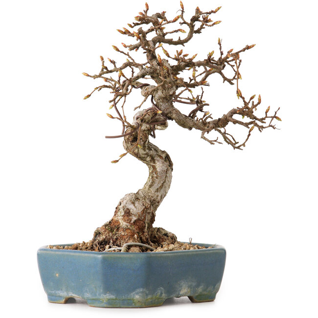 Carpinus coreana, 21 cm, ± 20 ans, avec un nebari de 8 cm