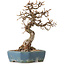 Carpinus coreana, 21 cm, ± 20 anni, con nebari di 8 cm