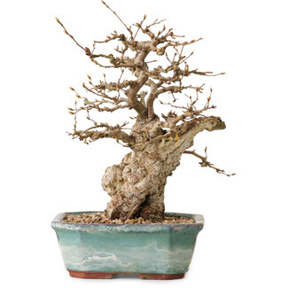 Carpinus coreana, 24 cm, ± 25 jaar oud