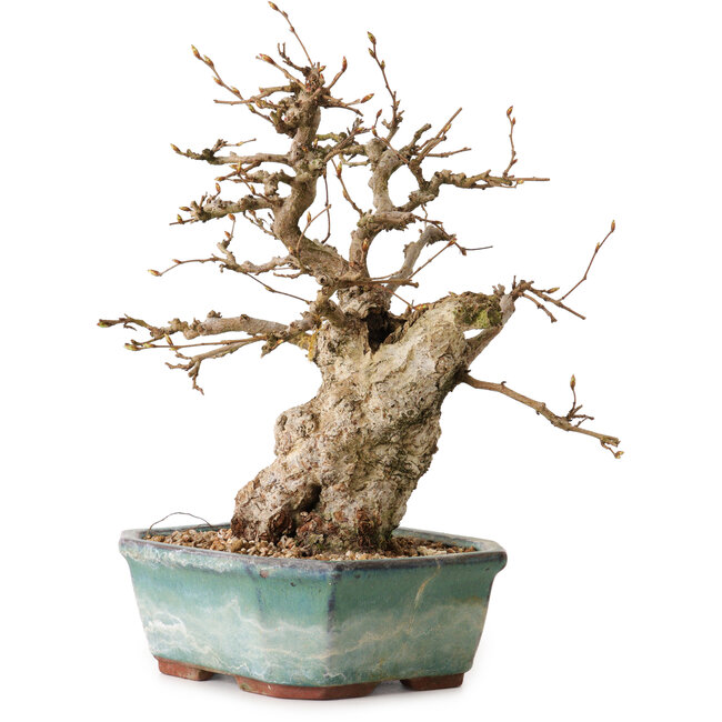 Carpinus coreana, 24 cm, ± 25 años, con un nebari de 7,5 cm