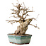 Carpinus coreana, 24 cm, ± 25 years old, with a nebari of 7,5 cm