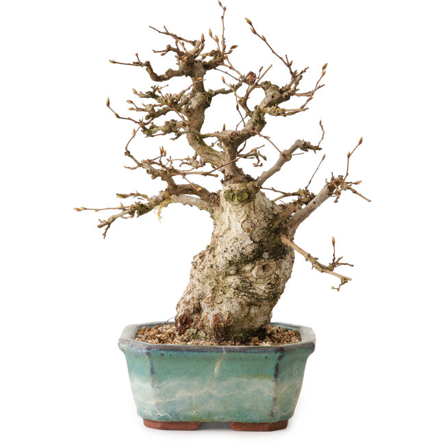 Carpinus coreana, 24 cm, ± 25 anni, con nebari di 7,5 cm