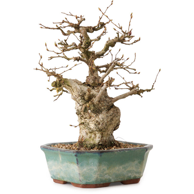 Carpinus coreana, 24 cm, ± 25 jaar oud, met een nebari van 7,5 cm