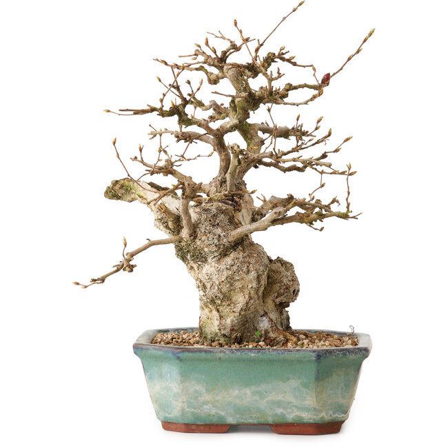 Carpinus coreana, 24 cm, ± 25 Jahre alt, mit einem Nebari von 7,5 cm