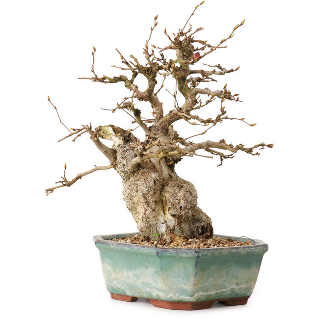 Carpinus coreana, 24 cm, ± 25 anni, con nebari di 7,5 cm