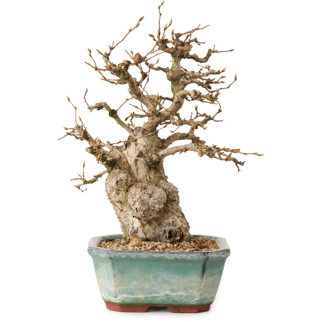 Carpinus coreana, 24 cm, ± 25 jaar oud, met een nebari van 7,5 cm