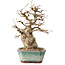 Carpinus coreana, 24 cm, ± 25 years old, with a nebari of 7,5 cm
