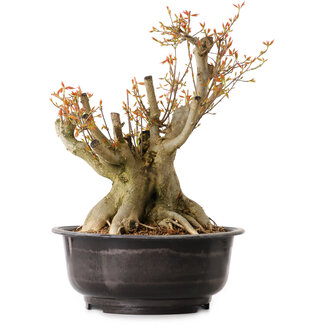 Acer buergerianum, 38 cm, ± 25 años
