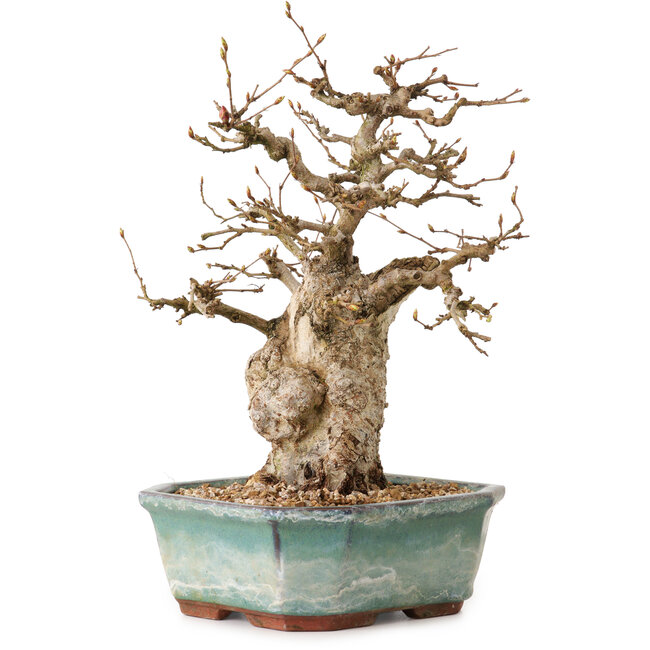Carpinus coreana, 24 cm, ± 25 años, con un nebari de 7,5 cm
