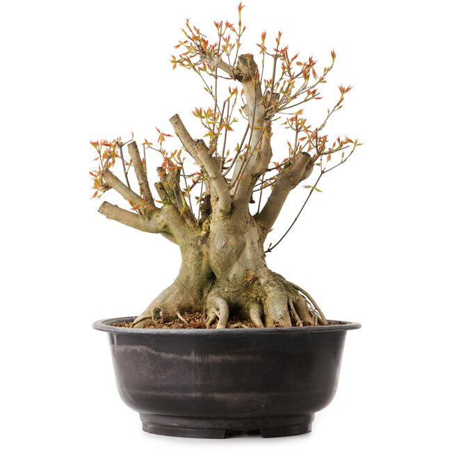 Acer buergerianum, 38 cm, ± 25 ans, avec un nebari de 22 cm
