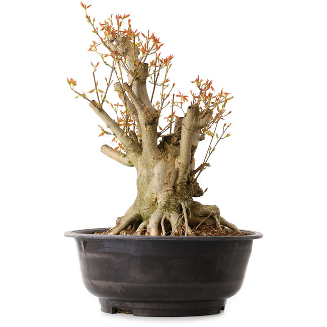 Acer buergerianum, 38 cm, ± 25 ans, avec un nebari de 22 cm
