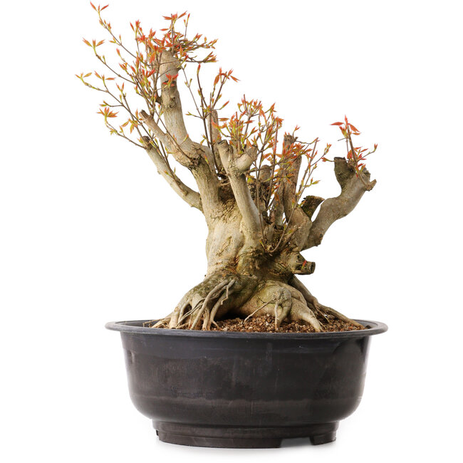 Acer buergerianum, 38 cm, ± 25 ans, avec un nebari de 22 cm