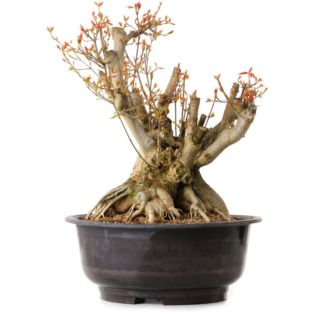 Acer buergerianum, 38 cm, ± 25 ans, avec un nebari de 22 cm