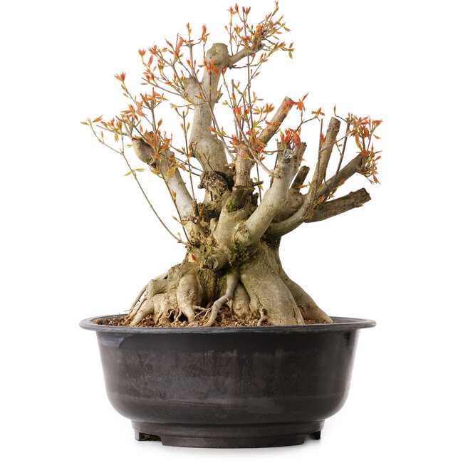 Acer buergerianum, 38 cm, ± 25 años, con un nebari de 22 cm
