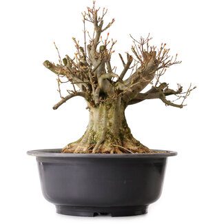 Acer buergerianum, 38 cm, ± 25 jaar oud