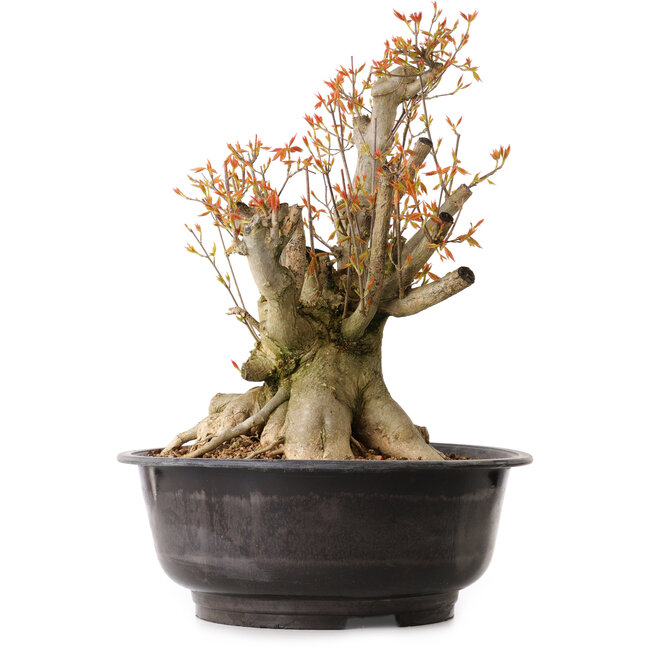 Acer buergerianum, 38 cm, ± 25 años, con un nebari de 22 cm