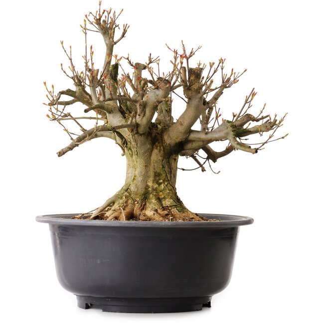 Acer buergerianum, 38 cm, ± 25 anni, con nebari di 25 cm