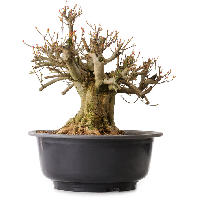 Acer buergerianum, 38 cm, ± 25 anni, con nebari di 25 cm