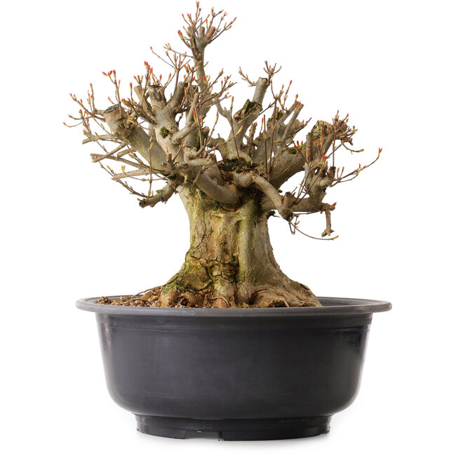 Acer buergerianum, 38 cm, ± 25 anni, con nebari di 25 cm