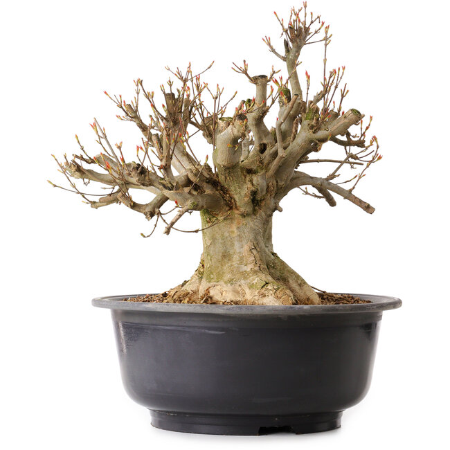 Acer buergerianum, 38 cm, ± 25 anni, con nebari di 25 cm