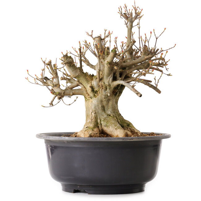 Acer buergerianum, 38 cm, ± 25 anni, con nebari di 25 cm
