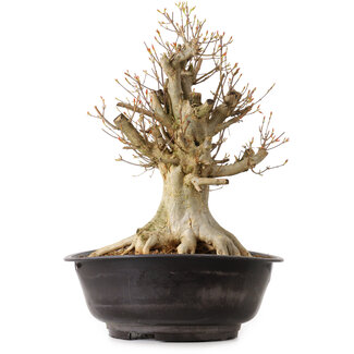 Acer buergerianum, 41 cm, ± 25 years old