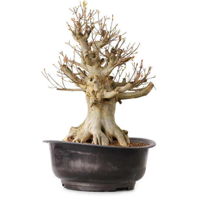 Acer buergerianum, 41 cm, ± 25 anni, con nebari di 22 cm