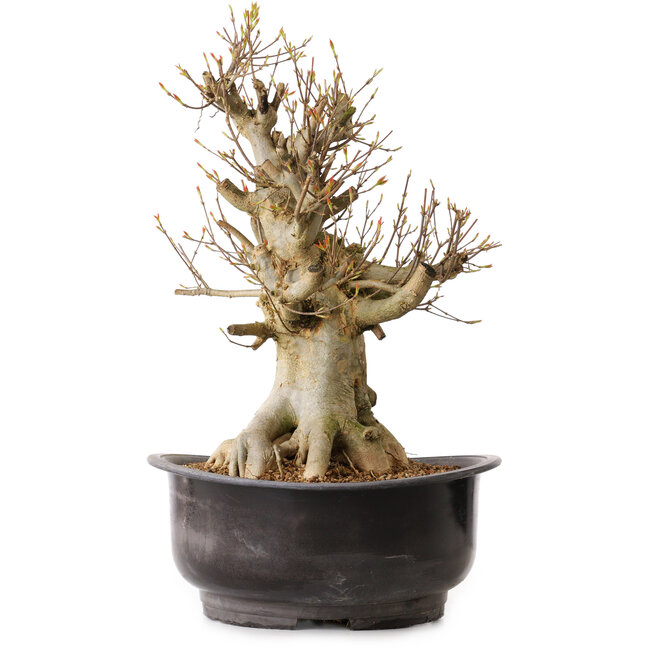 Acer buergerianum, 41 cm, ± 25 years old, with a nebari of 22 cm