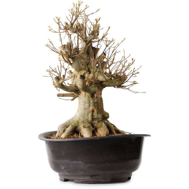 Acer buergerianum, 41 cm, ± 25 años, con un nebari de 22 cm