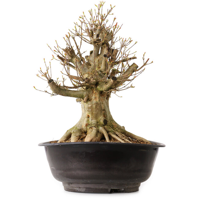 Acer buergerianum, 41 cm, ± 25 Jahre alt, mit einem Wurzelhals von 22 cm