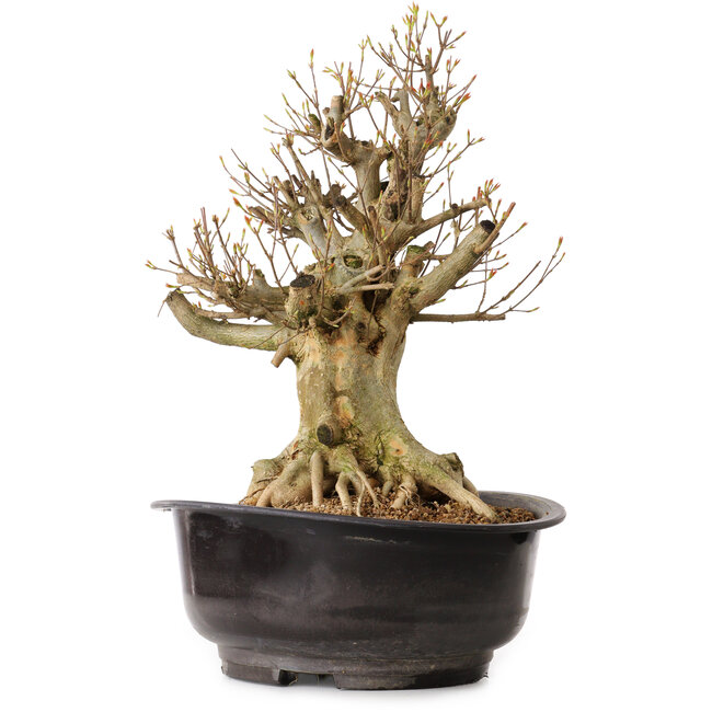 Acer buergerianum, 41 cm, ± 25 ans, avec un nebari de 22 cm