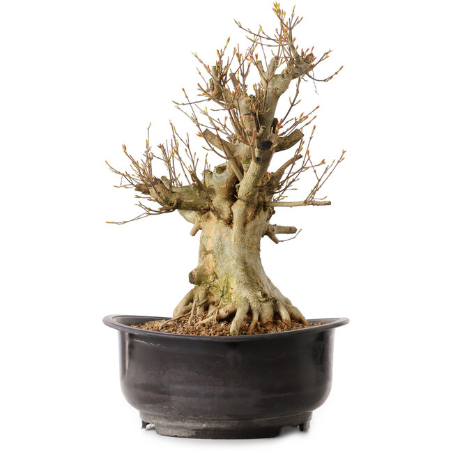 Acer buergerianum, 41 cm, ± 25 jaar oud, met een nebari van 22 cm