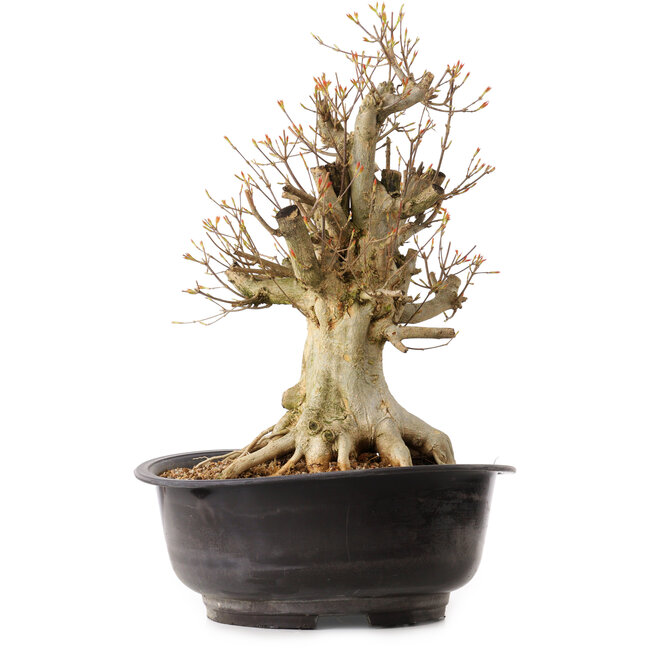 Acer buergerianum, 41 cm, ± 25 Jahre alt, mit einem Wurzelhals von 22 cm