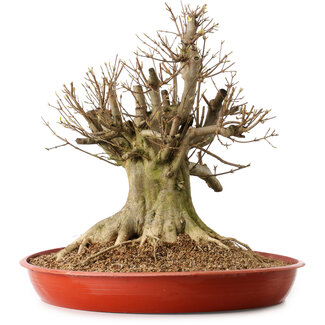 Acer buergerianum, 46 cm, ± 25 jaar oud