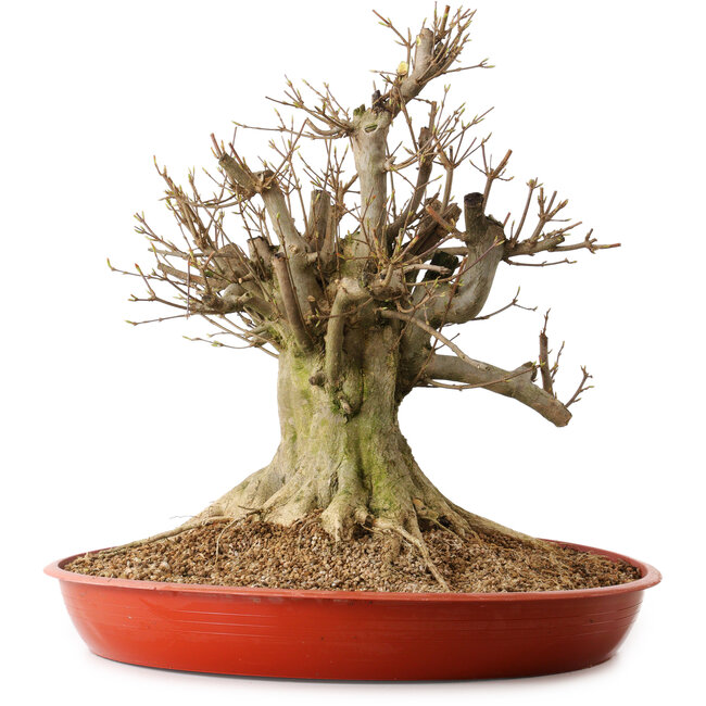 Acer buergerianum, 46 cm, ± 25 jaar oud, met een nebari van 30 cm