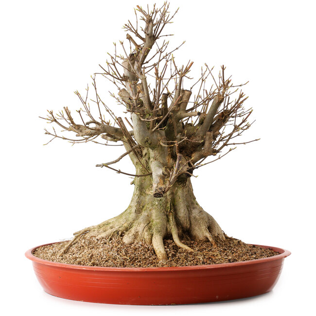 Acer buergerianum, 46 cm, ± 25 anni, con nebari di 30 cm