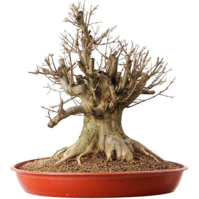 Acer buergerianum, 46 cm, ± 25 años, con un nebari de 30 cm