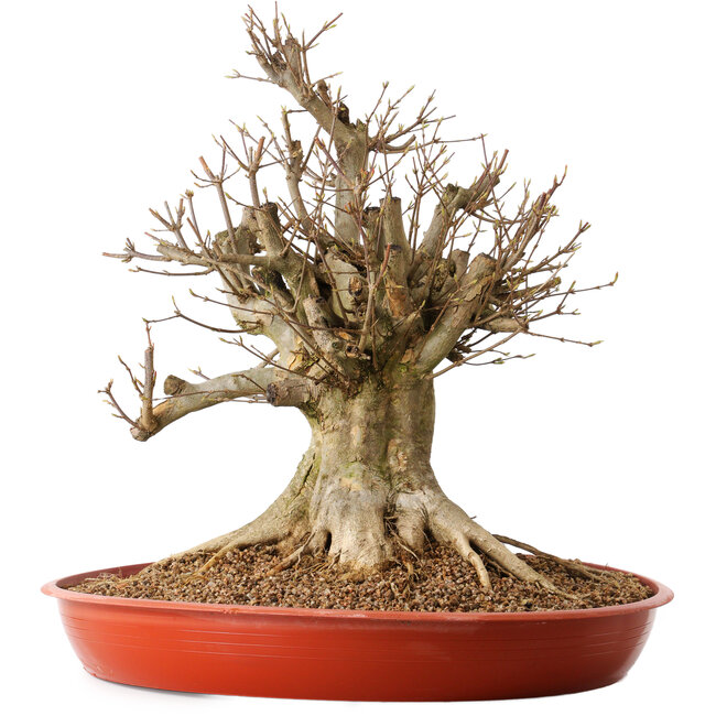 Acer buergerianum, 46 cm, ± 25 years old, with a nebari of 30 cm