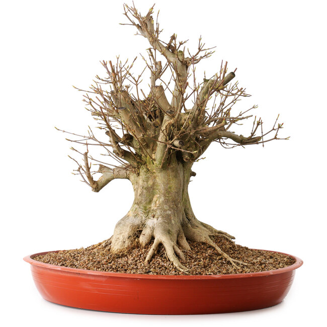 Acer buergerianum, 46 cm, ca. 25 Jahre alt, mit einem Wurzelhals von 30 cm