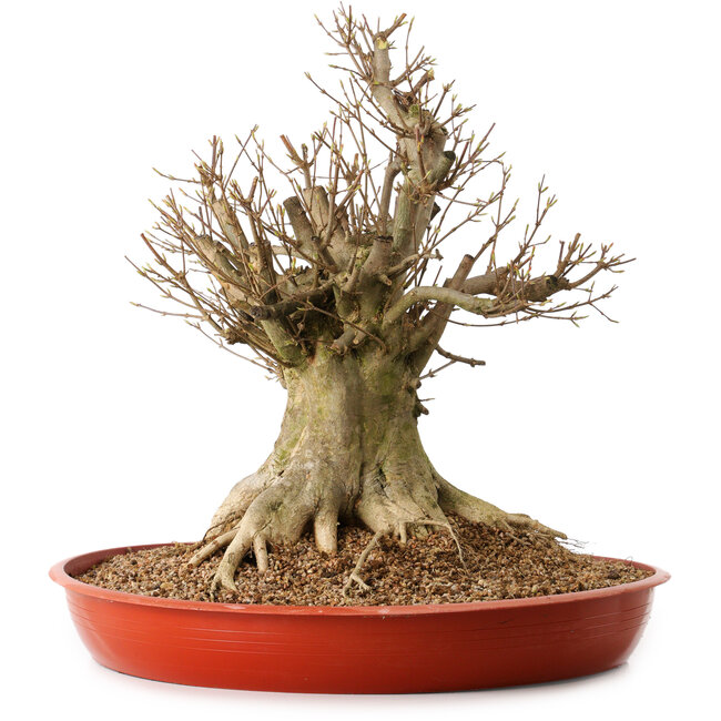 Acer buergerianum, 46 cm, ca. 25 Jahre alt, mit einem Wurzelhals von 30 cm