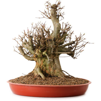 Acer buergerianum, 47 cm, ± 25 jaar oud