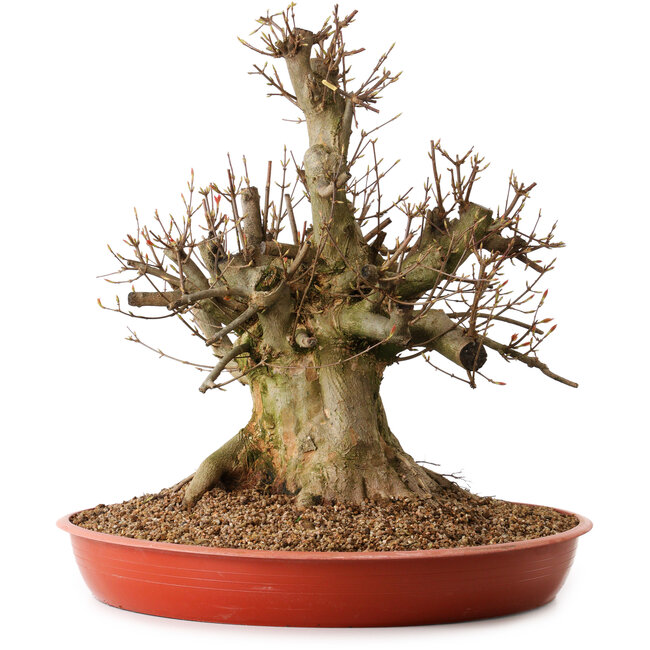 Acer buergerianum, 47 cm, ± 25 years old, with a nebari of 26 cm