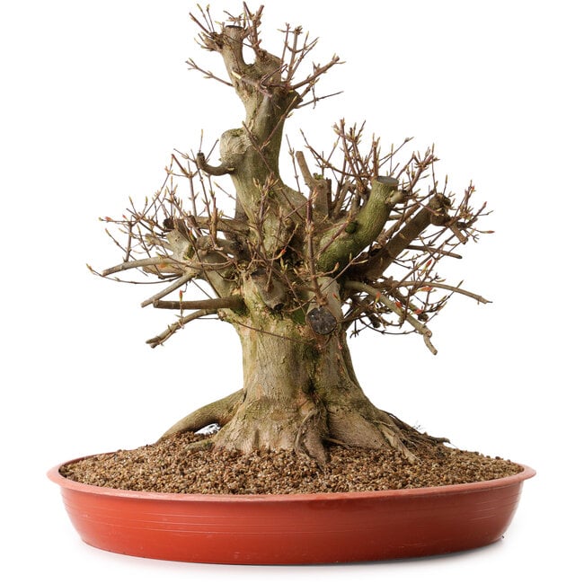 Acer buergerianum, 47 cm, ± 25 años, con un nebari de 26 cm