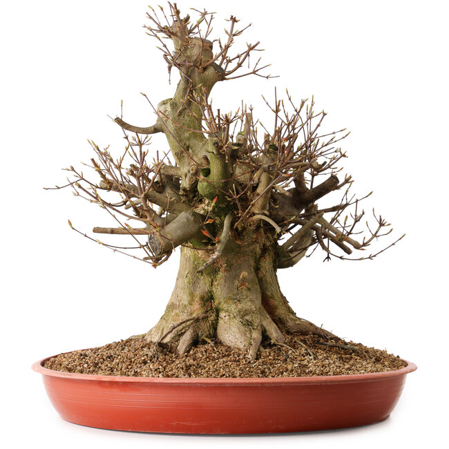 Acer buergerianum, 47 cm, ± 25 jaar oud, met een nebari van 26 cm