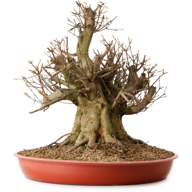 Acer buergerianum, 47 cm, ± 25 anni, con nebari di 26 cm