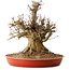 Acer buergerianum, 47 cm, ± 25 years old, with a nebari of 26 cm