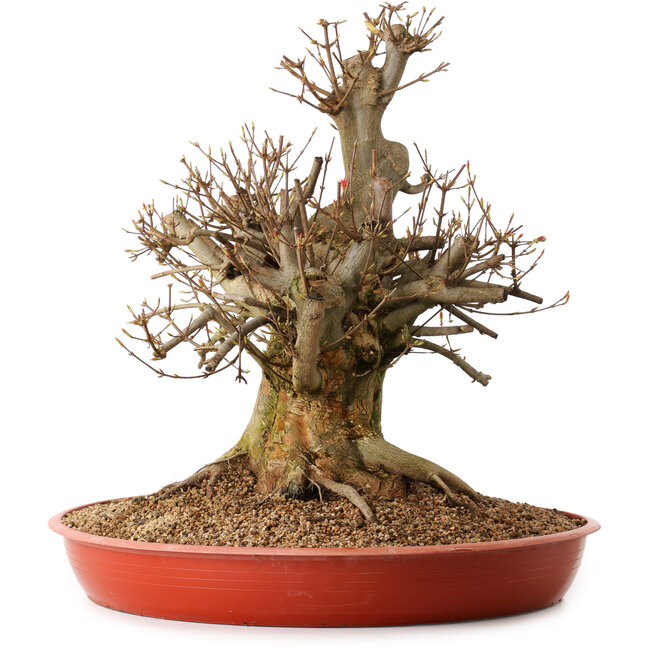 Acer buergerianum, 47 cm, ± 25 años, con un nebari de 26 cm
