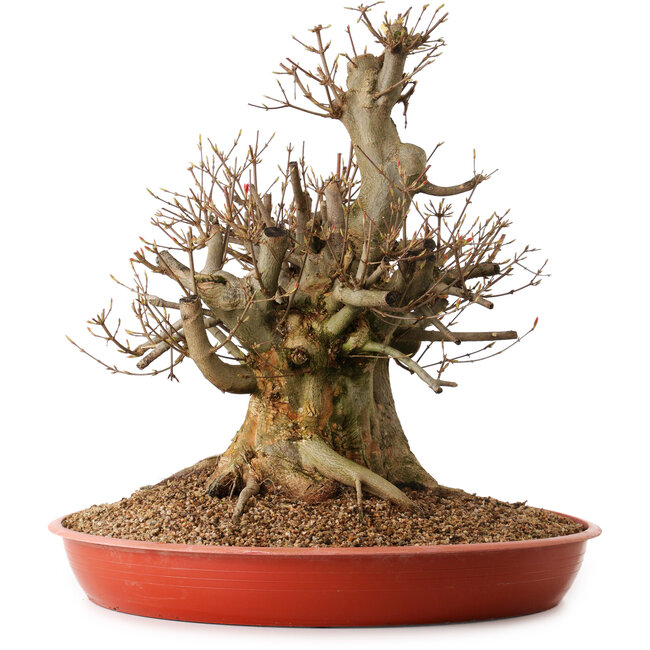Acer buergerianum, 47 cm, ± 25 anni, con nebari di 26 cm