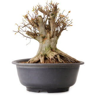 Acer buergerianum, 35 cm, ± 25 anni
