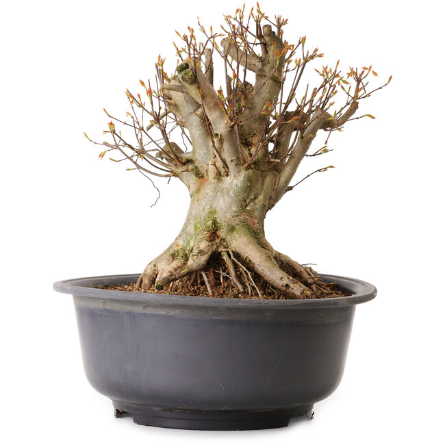 Acer buergerianum, 35 cm, ± 25 ans, avec un nebari de 27 cm